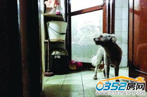 流浪狗陪伴老人度過溫馨時光