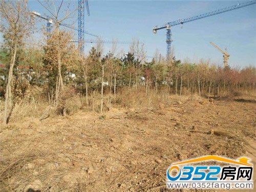 沿路樹木被連根拔起留出空地