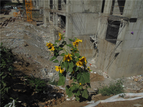 4號樓旁盛開的向日葵