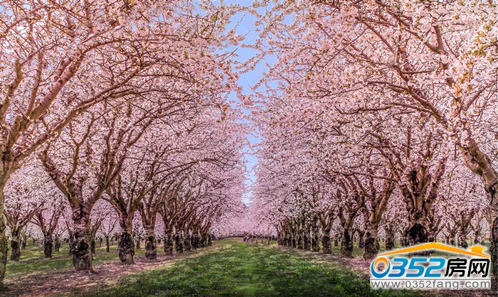 161152594cd803540b4723.jpg 櫻花用圖.jpg